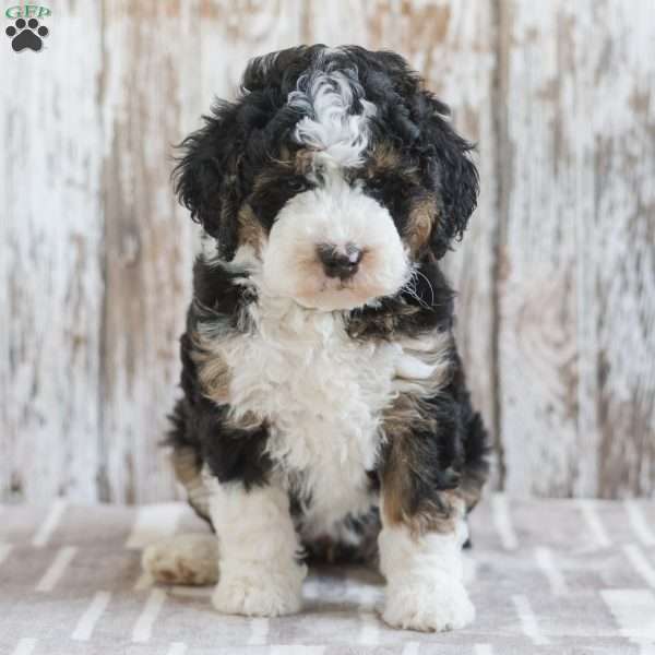India, Mini Bernedoodle Puppy